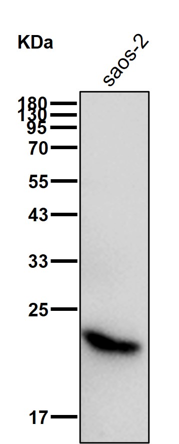 Adenylate kinase 1 Ab