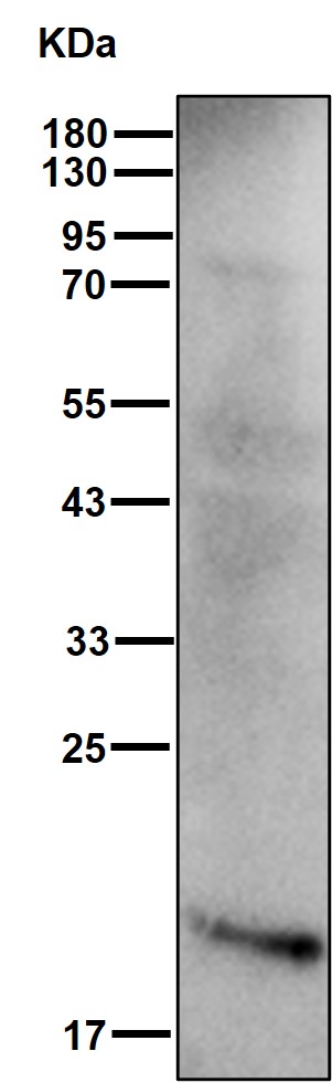 Adenylate kinase 1 Ab