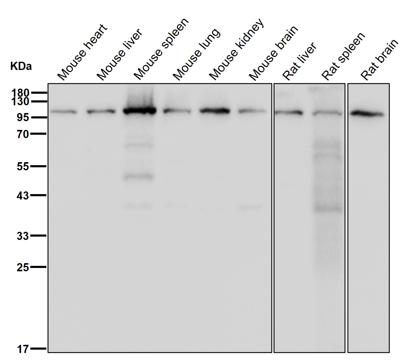 CPSF2 Ab