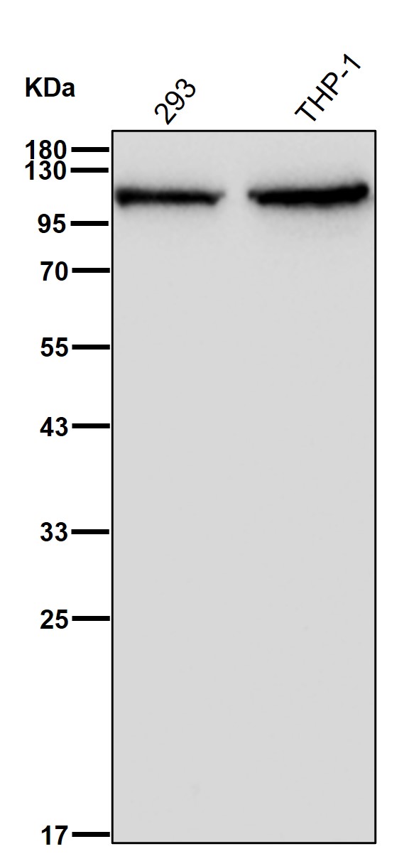 CPSF2 Ab