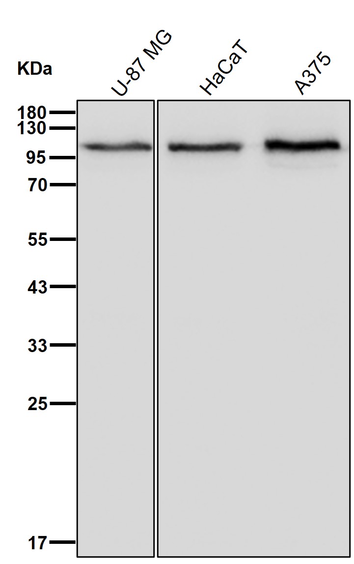 CPSF2 Ab