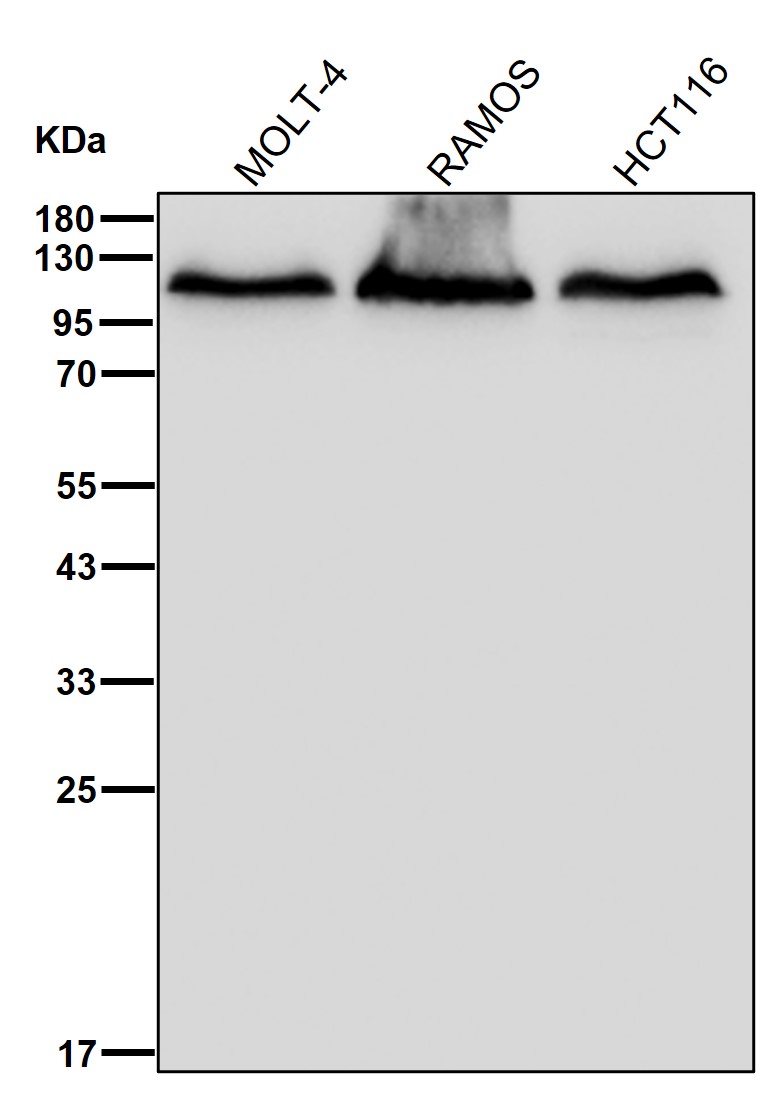 CPSF2 Ab