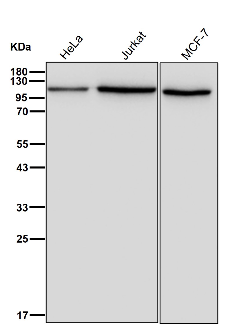 CPSF2 Ab