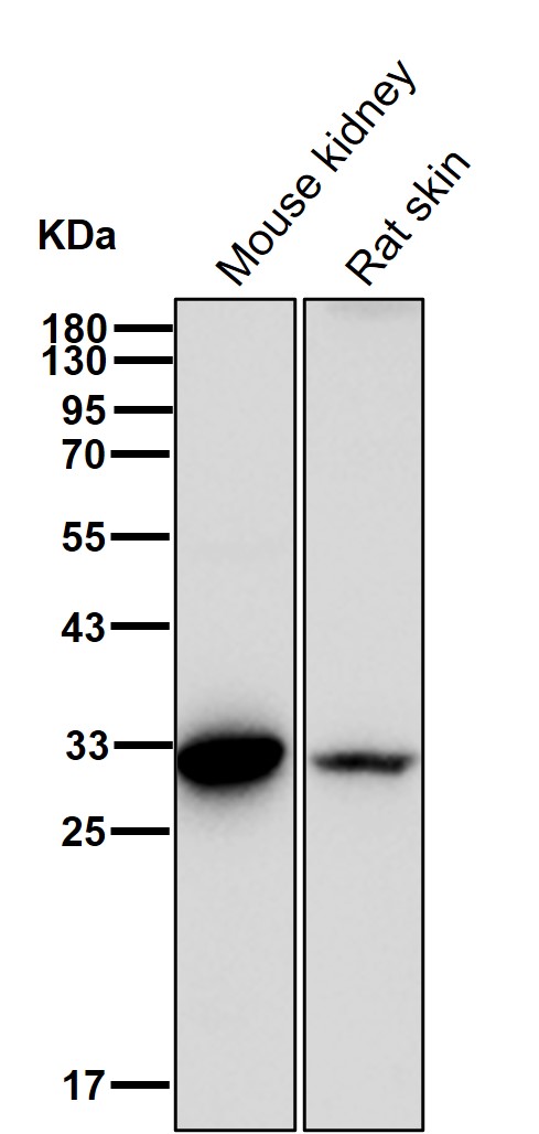 Kallikrein 14 Ab