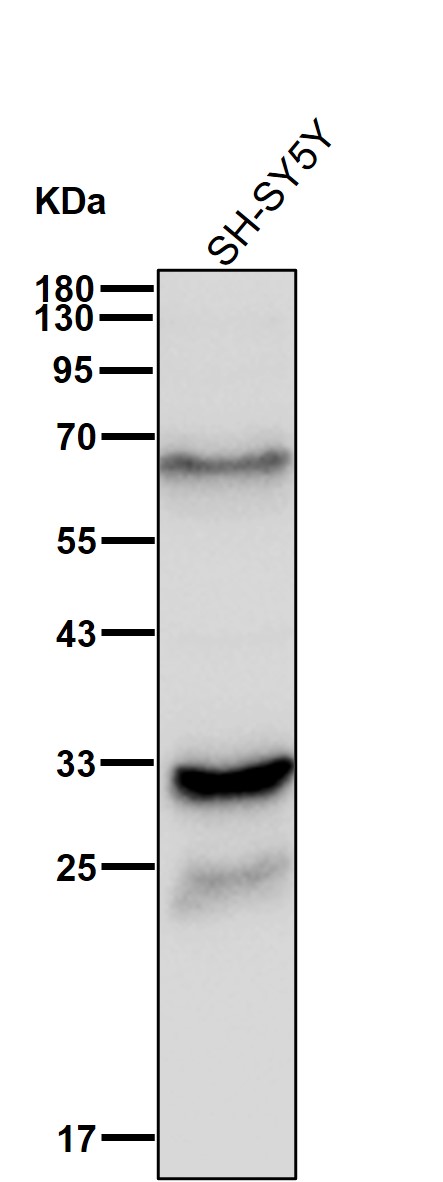 Kallikrein 14 Ab