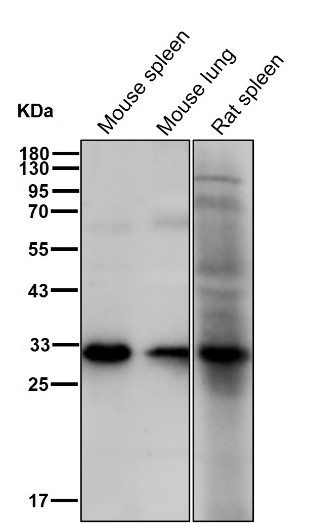 Kallikrein 14 Ab