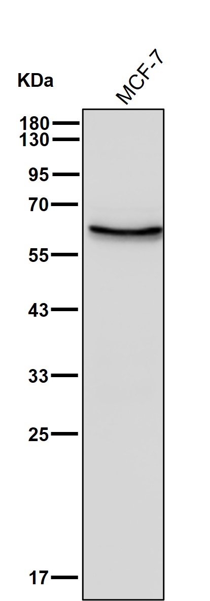 DRP 3 Ab