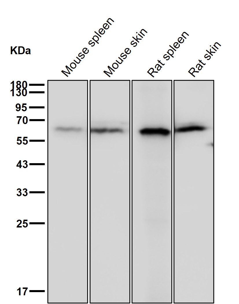 DRP 3 Ab