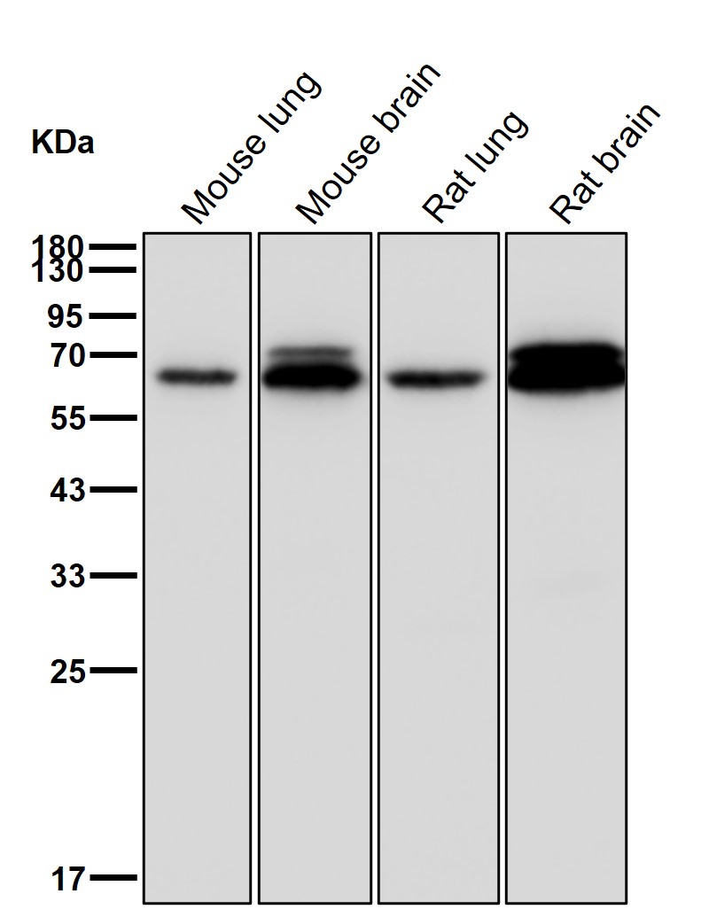 DRP 3 Ab