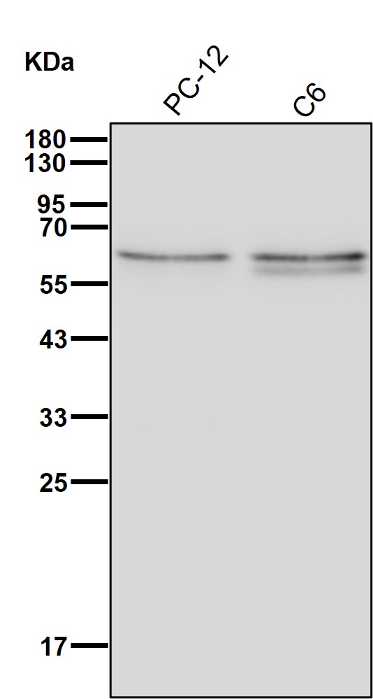 DRP 3 Ab