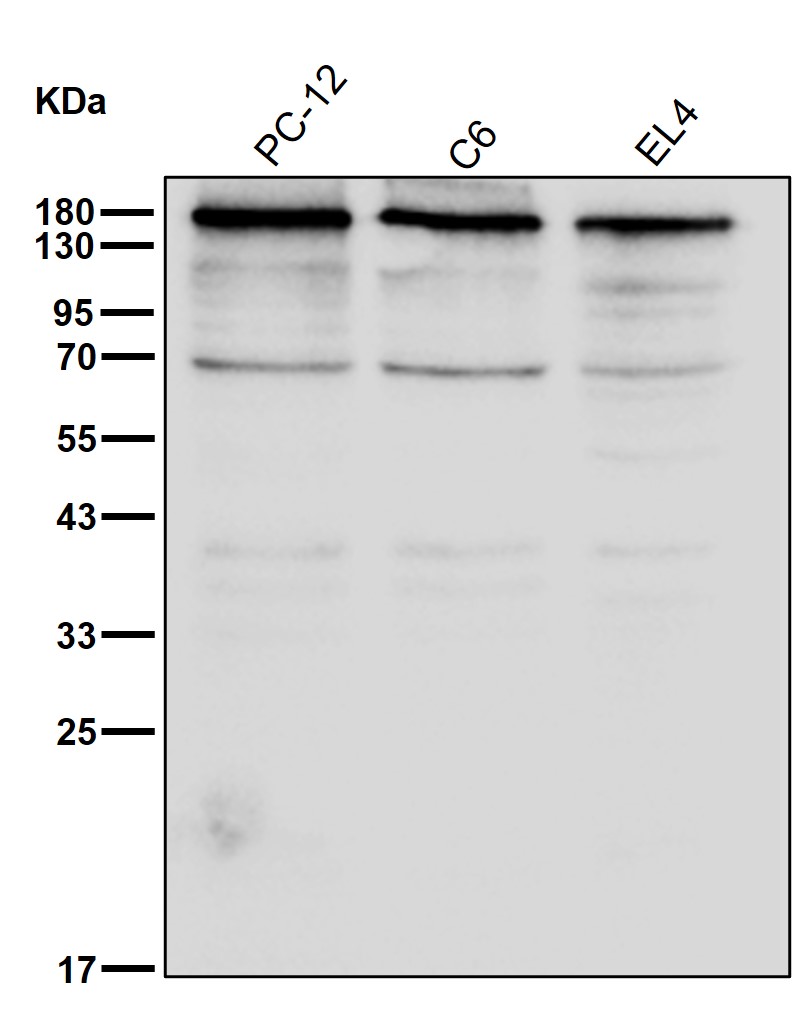 CTCF Ab