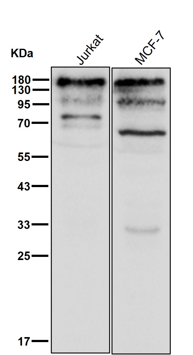 CTCF Ab