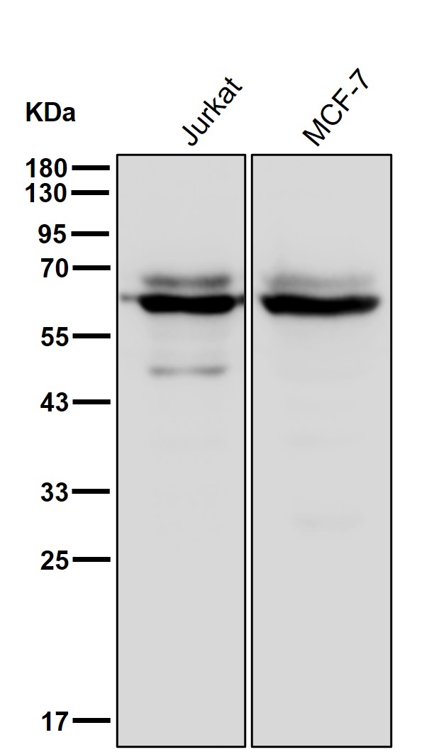 CCT5 Ab