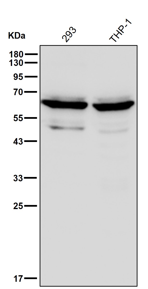 CCT5 Ab