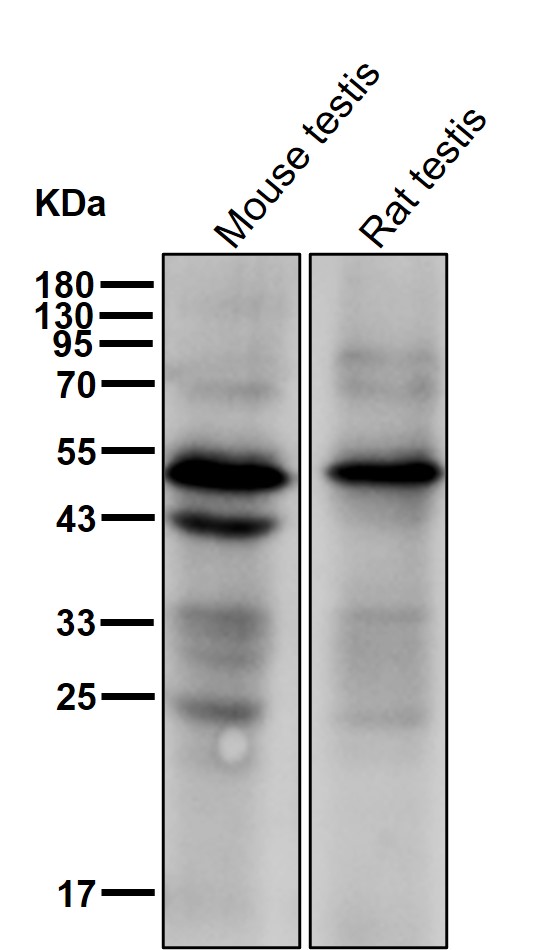 CLP1 Ab