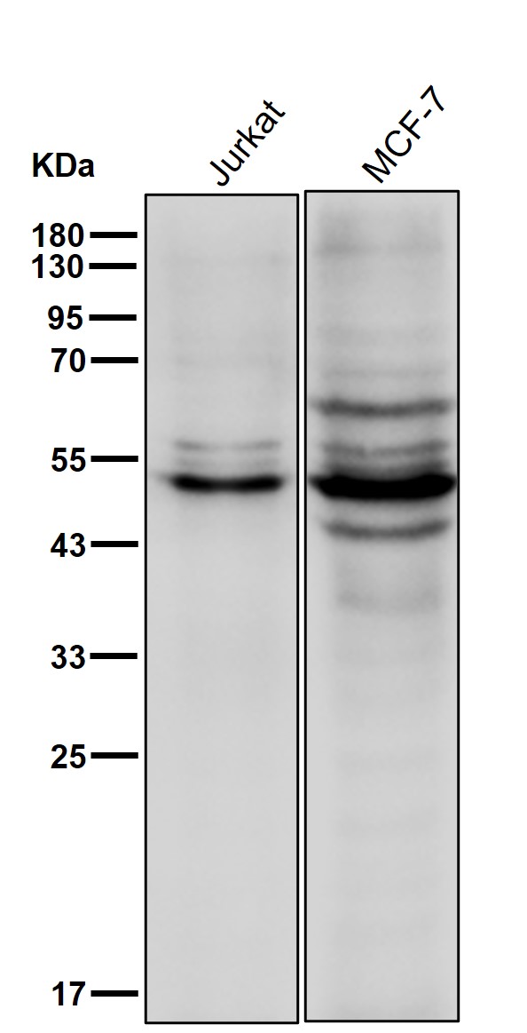 CLP1 Ab