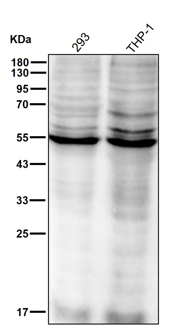 CLP1 Ab