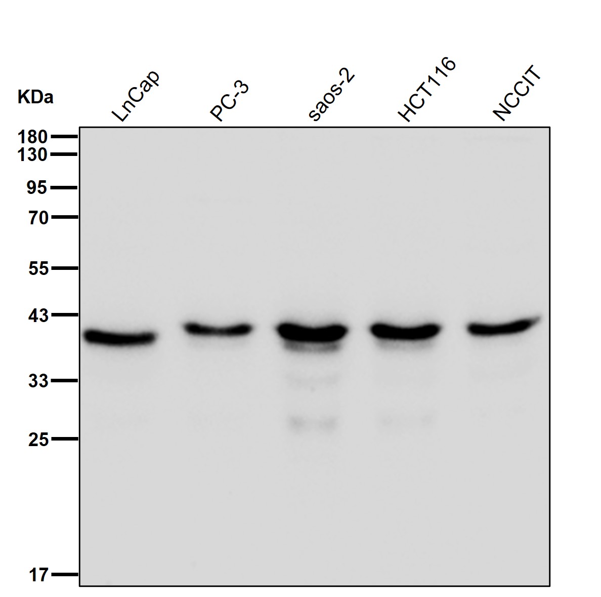 ERCC1 Ab