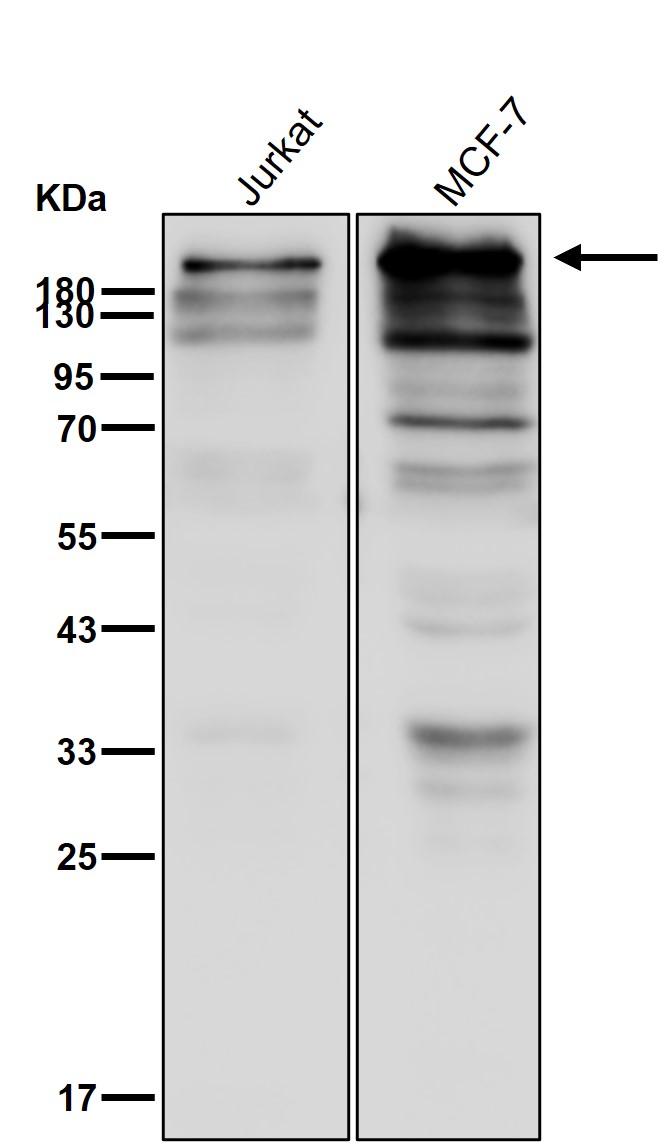 Fatty acid synthase Ab