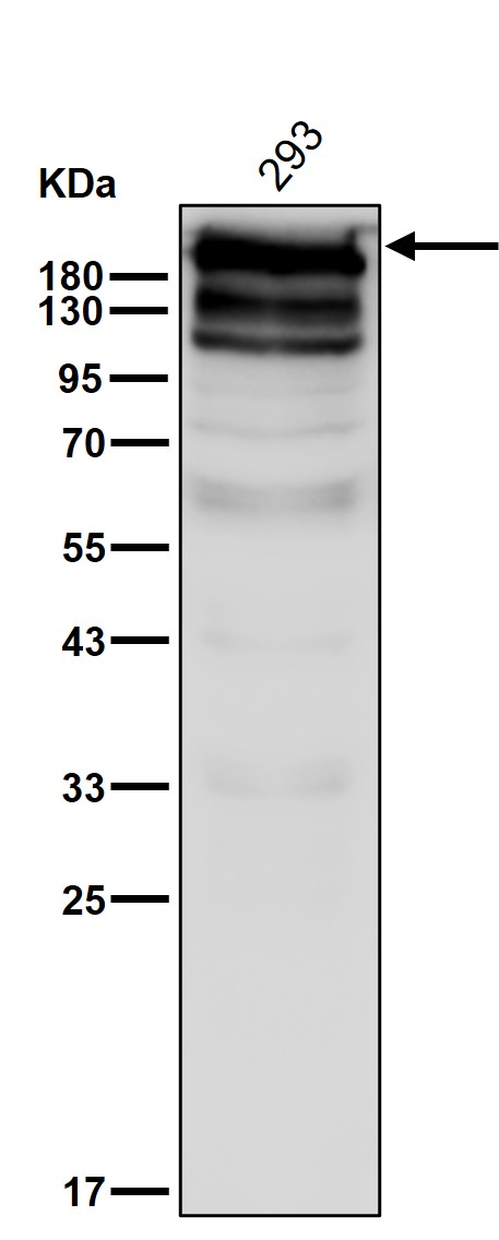 Fatty acid synthase Ab