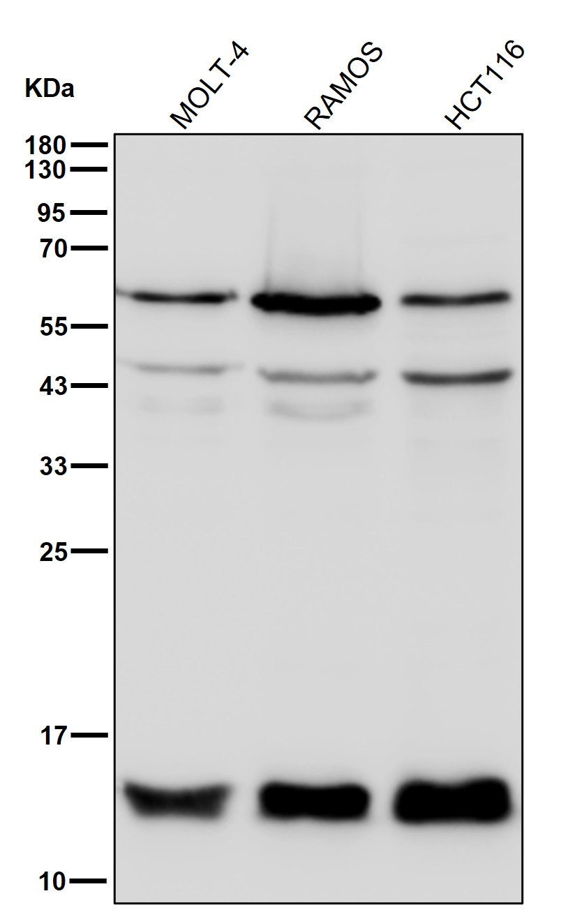 hSPT4 Ab