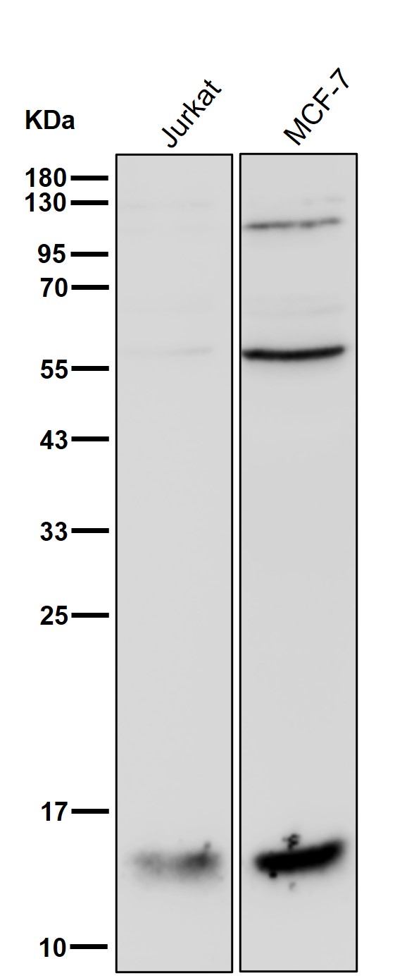 SNRPD3 Ab