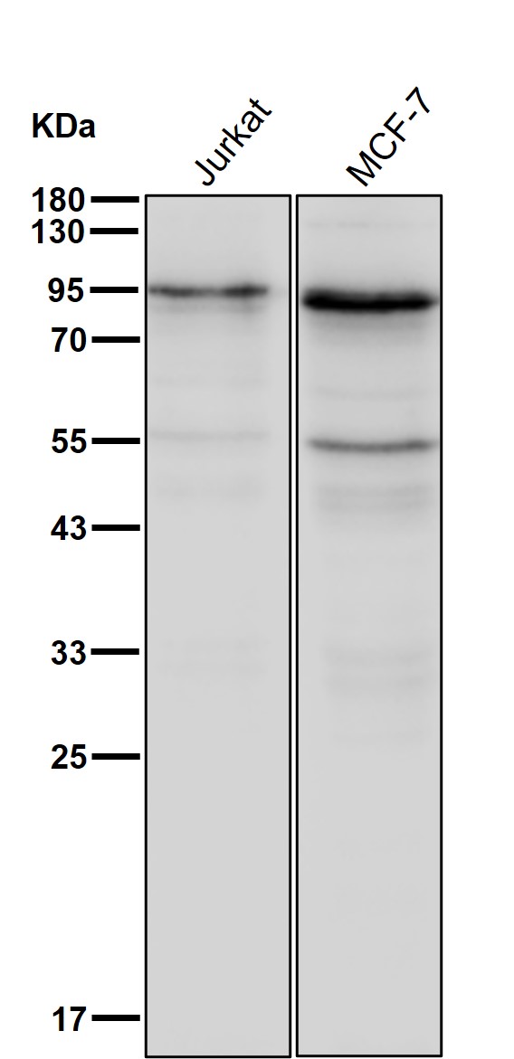 p-STAT5A (S726) Ab