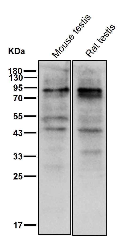 SSRP1 Ab