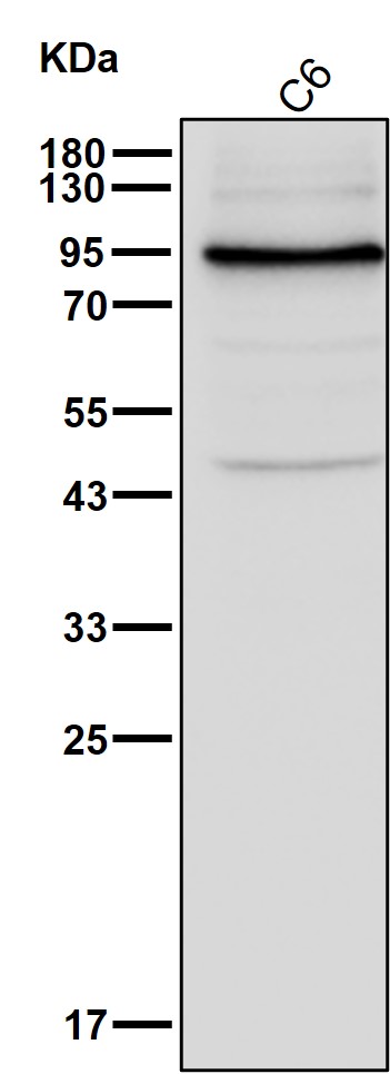 SSRP1 Ab