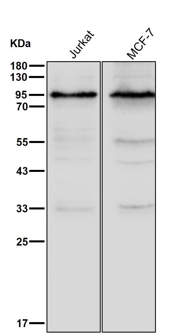 SSRP1 Ab