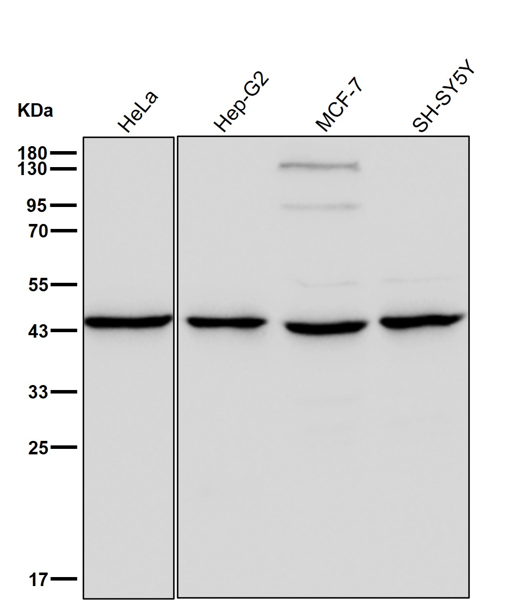 ACAA2 Ab