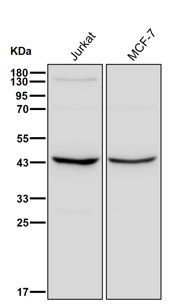 Actin related protein 2 Ab