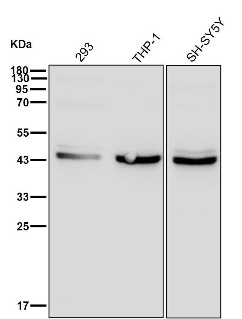 Actin related protein 2 Ab