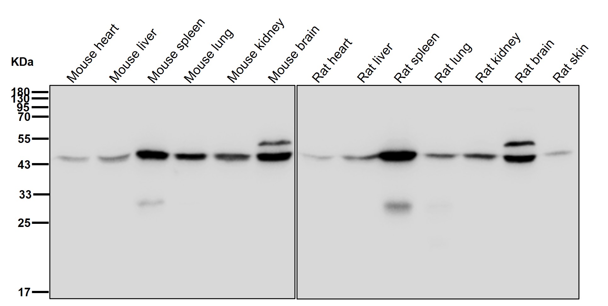 Actin related protein 2 Ab