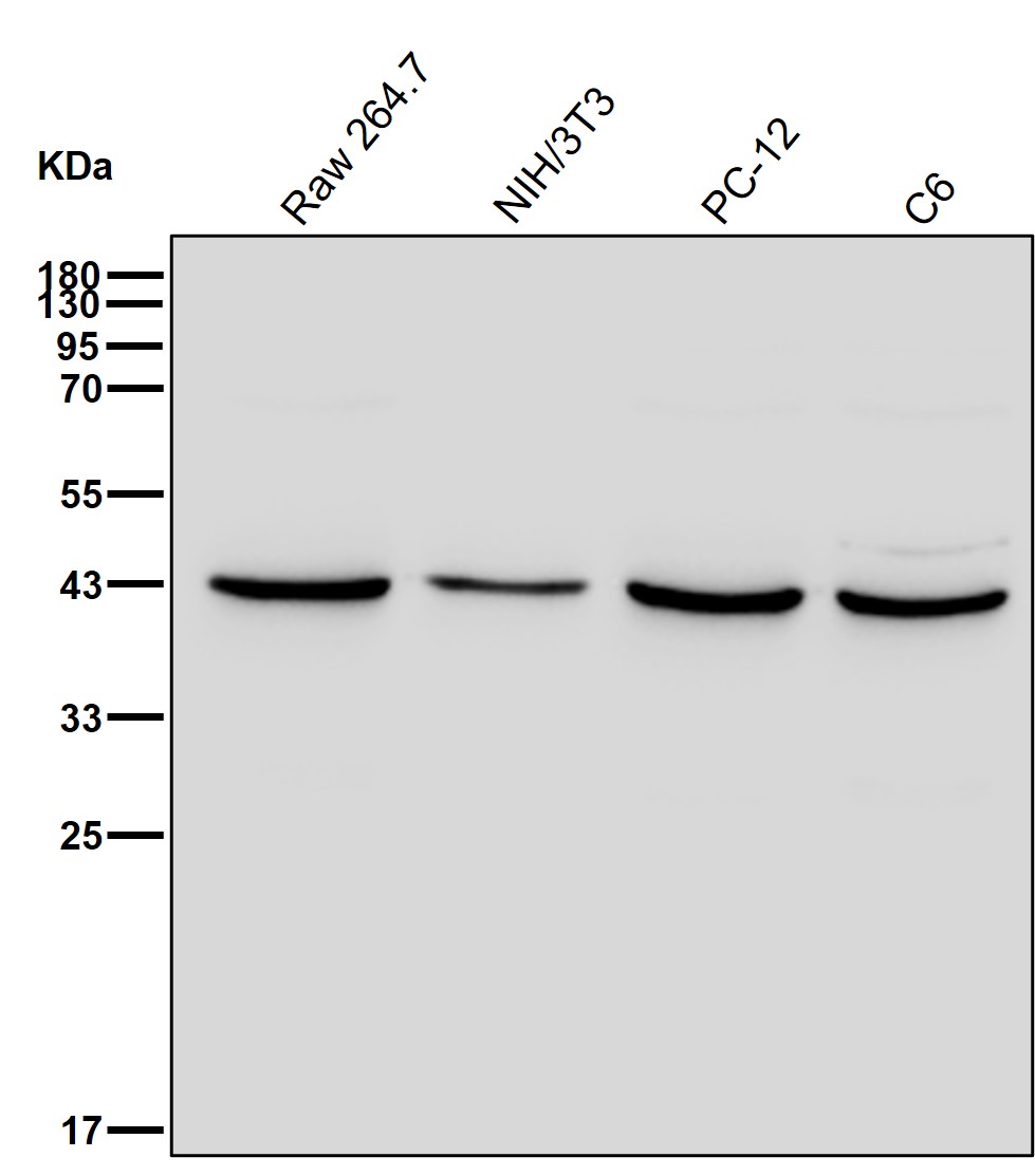 Actin related protein 2 Ab