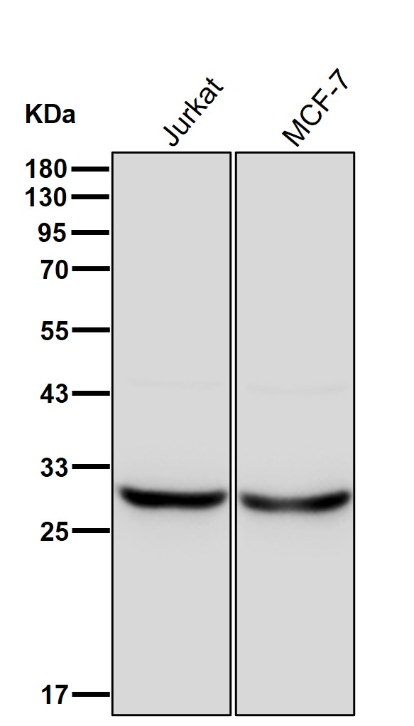 RPS3 Ab