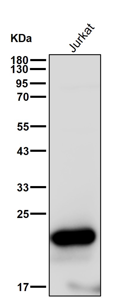 CD3 epsilon Ab