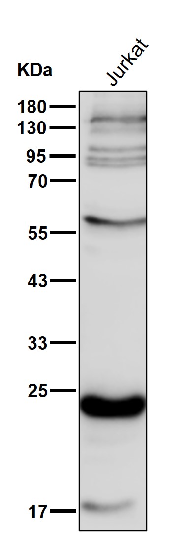 ADP ribosylation factor 1/3 Ab