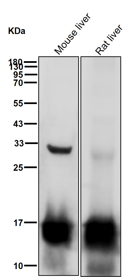 Microsomal GST 1 Ab