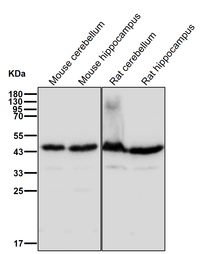 Nodal homolog Ab