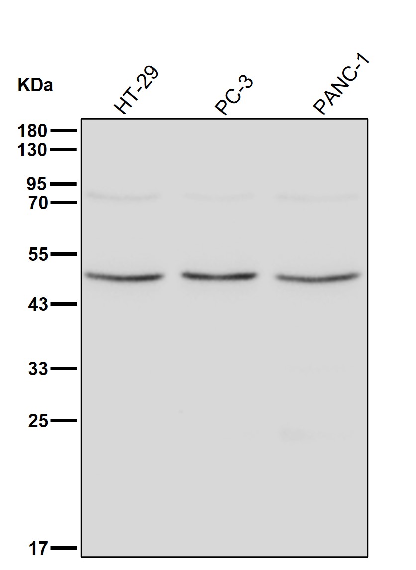 gamma 1 Tubulin Ab