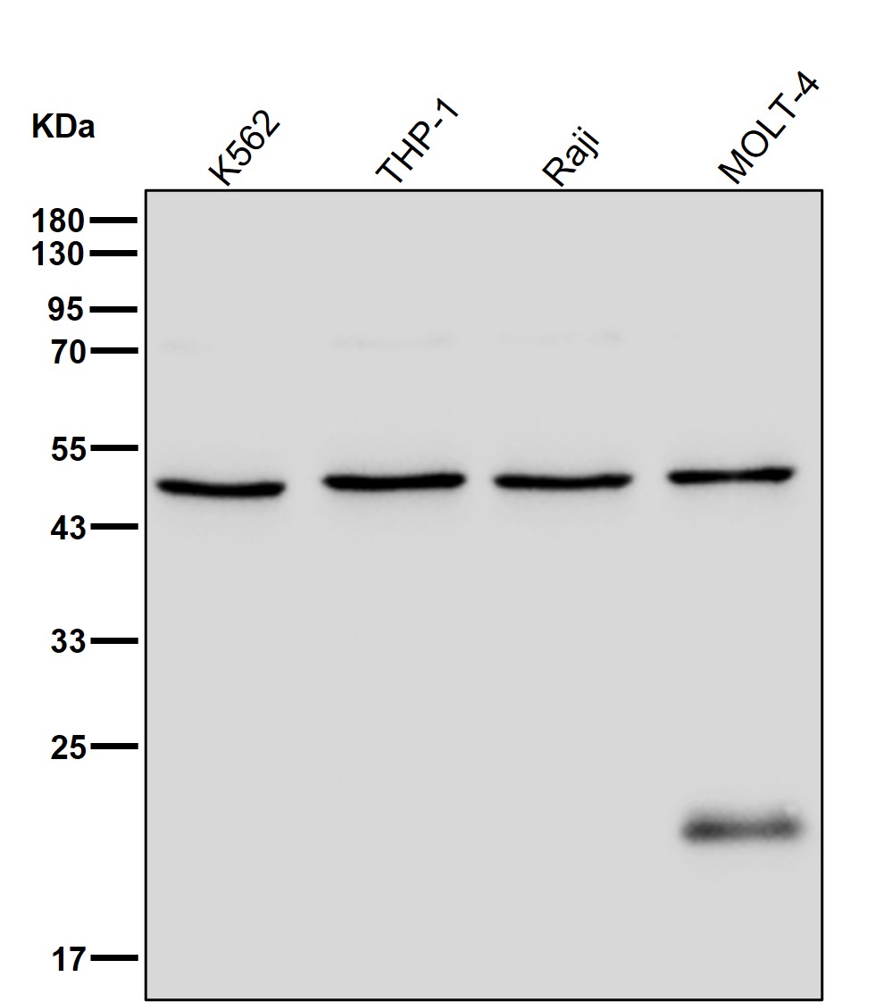 gamma 1 Tubulin Ab