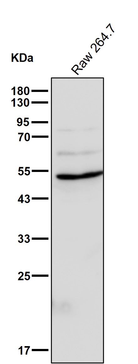 gamma 1 Tubulin Ab