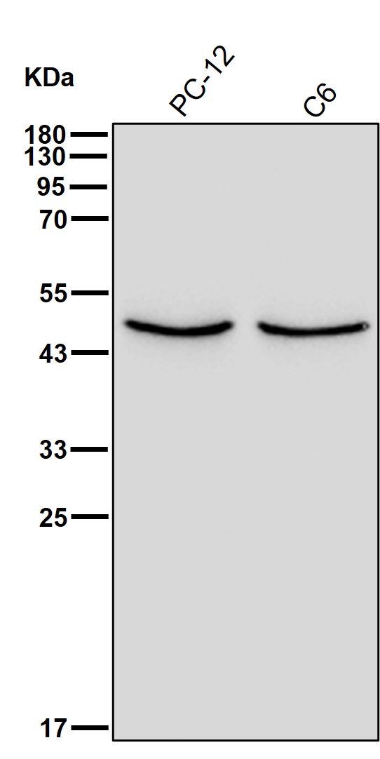 gamma 1 Tubulin Ab