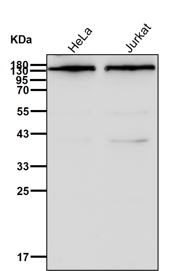 Exportin 5 Ab