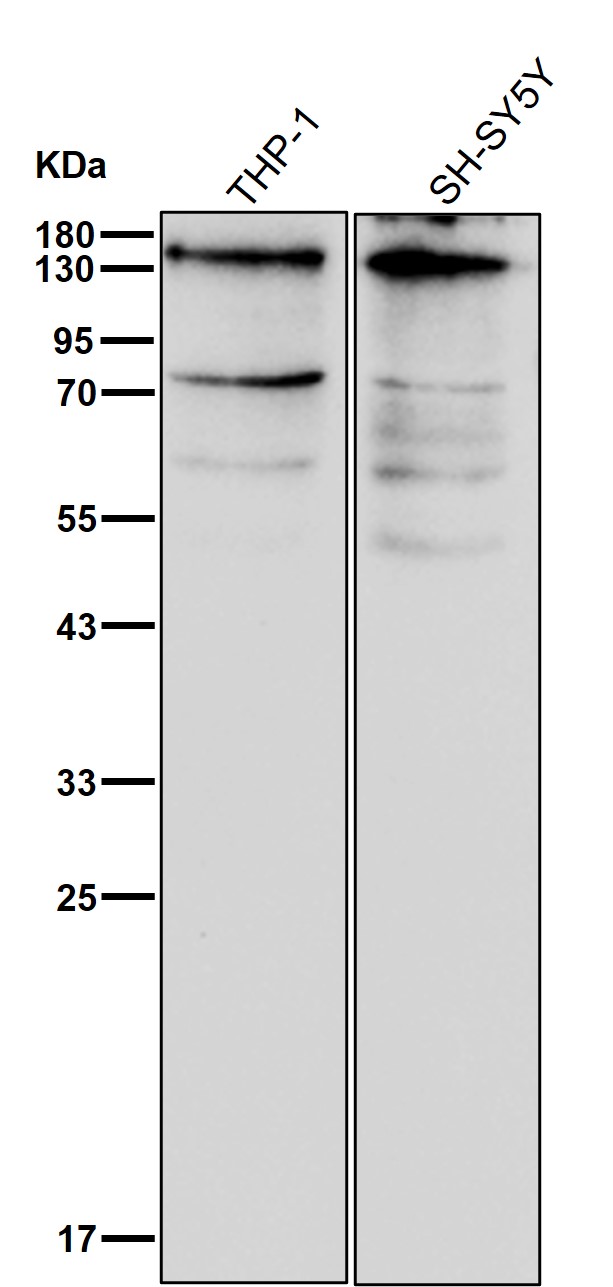 p-ULK1 (S623) Ab