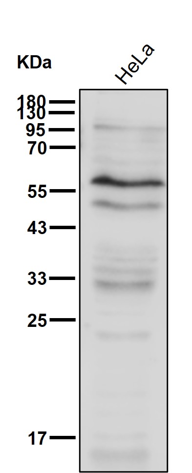 p-SHC1 (Y239/Y240) Ab