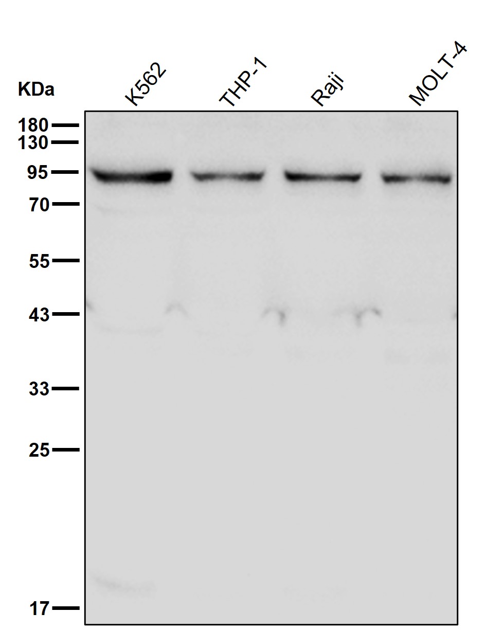 XAB2 Ab