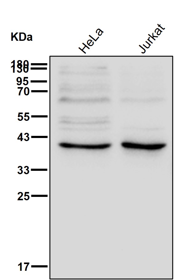 DRG 1 Ab