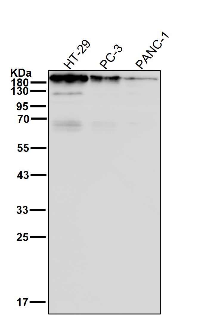 Integrin beta 4 Ab